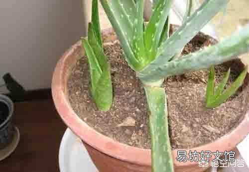 移栽的小芦荟一年了不见生长是怎么回事？