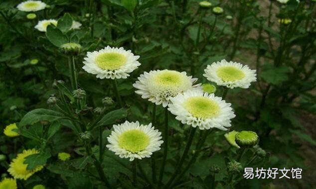 贡菊、杭白菊和胎菊有什么区别,功效一样吗?