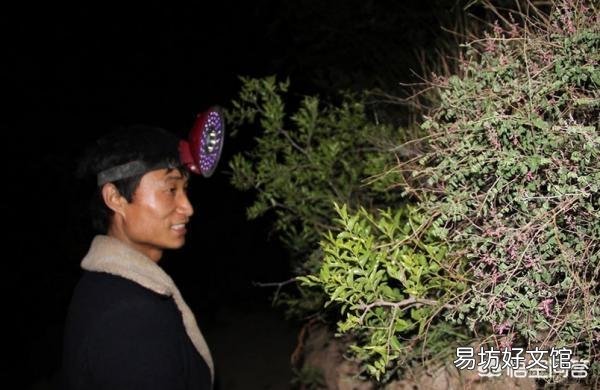 农村夏天蝎子晚上什么时候出来，何种方法去捉它，捉回来的又怎么去养？