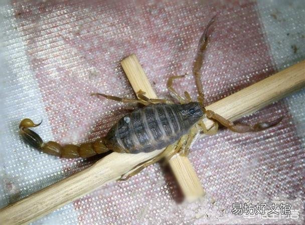 农村夏天蝎子晚上什么时候出来，何种方法去捉它，捉回来的又怎么去养？