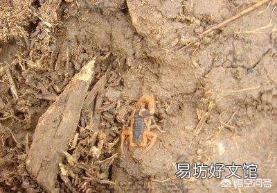 农村夏天蝎子晚上什么时候出来，何种方法去捉它，捉回来的又怎么去养？