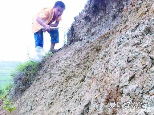 农村夏天蝎子晚上什么时候出来，何种方法去捉它，捉回来的又怎么去养？
