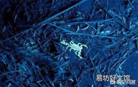 农村夏天蝎子晚上什么时候出来，何种方法去捉它，捉回来的又怎么去养？