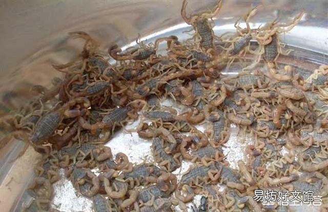 农村夏天蝎子晚上什么时候出来，何种方法去捉它，捉回来的又怎么去养？