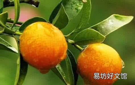 深圳有什么特产？