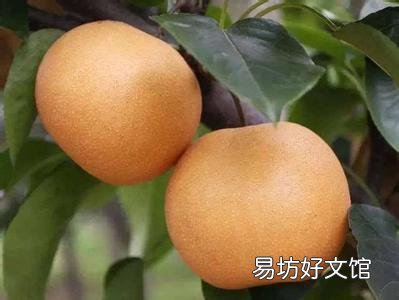 深圳有什么特产？