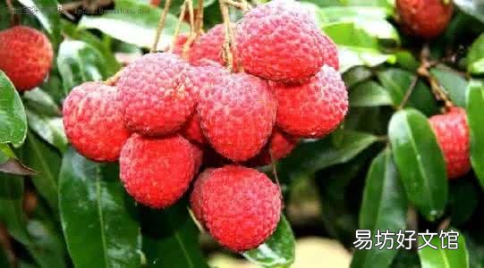 深圳有什么特产？