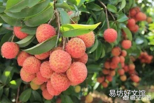 深圳有什么特产？