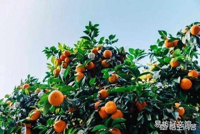 深圳有什么特产？