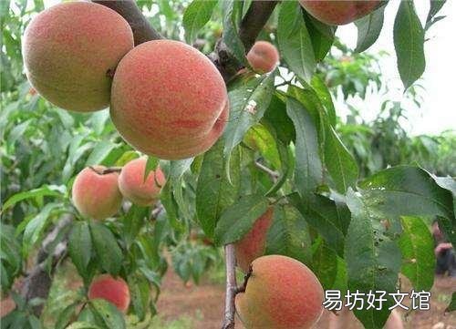 深圳有什么特产？