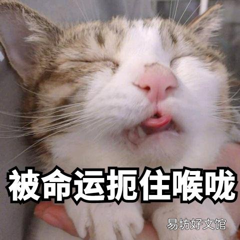 上海宠物(上海宠物殡葬服务)