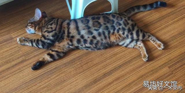 孟加拉豹猫好养吗(孟加拉豹猫智商)