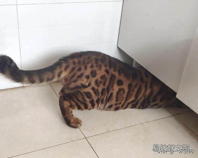 孟加拉豹猫好养吗(孟加拉豹猫智商)
