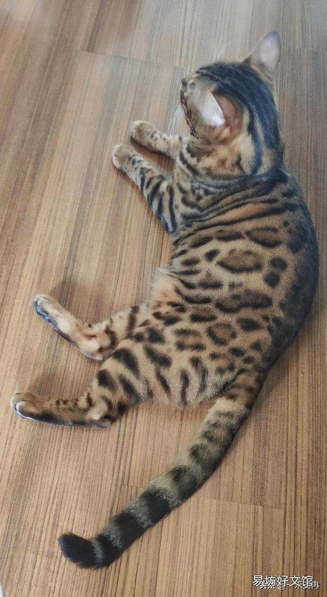 孟加拉豹猫好养吗(孟加拉豹猫智商)