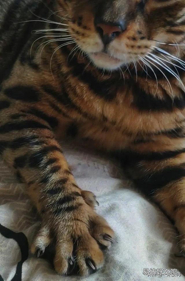 孟加拉豹猫好养吗(孟加拉豹猫智商)