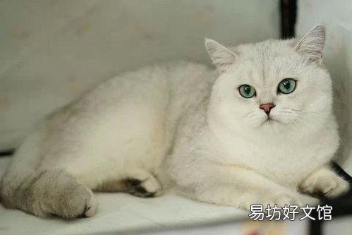 银渐层猫(银渐层猫图片)