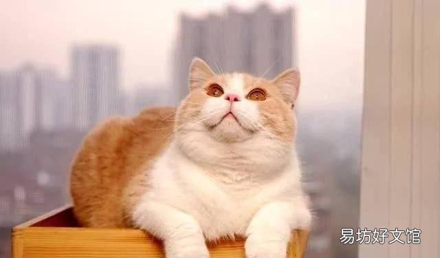 银渐层猫(银渐层猫图片)