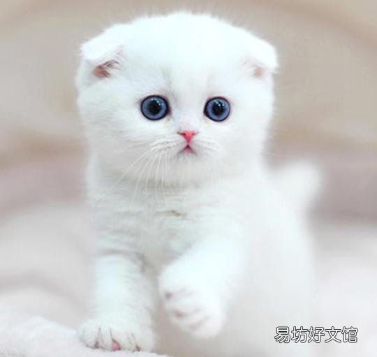 正规猫舍官网(正规猫舍官网猫价格)