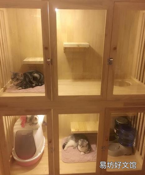 正规猫舍官网(正规猫舍官网猫价格)