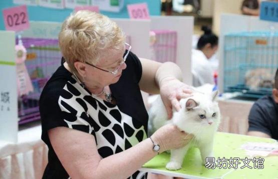 正规猫舍官网(正规猫舍官网猫价格)