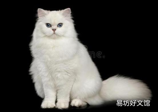 正规猫舍官网(正规猫舍官网猫价格)