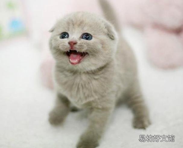 正规猫舍官网(正规猫舍官网猫价格)