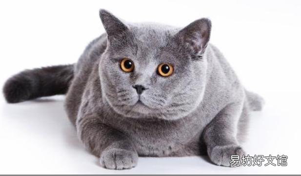 正规猫舍官网(正规猫舍官网猫价格)