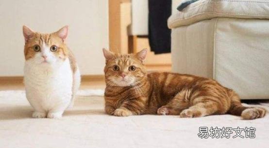 正规猫舍官网(正规猫舍官网猫价格)