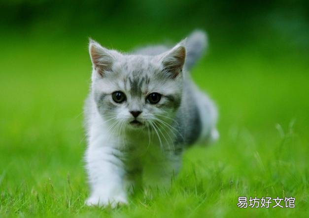 正规猫舍官网(正规猫舍官网猫价格)