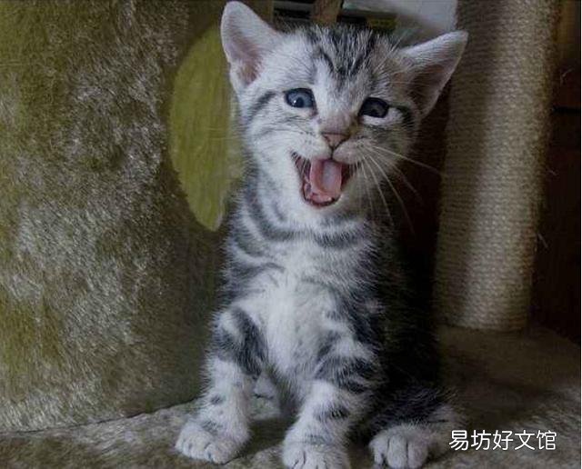 正规猫舍官网(正规猫舍官网猫价格)