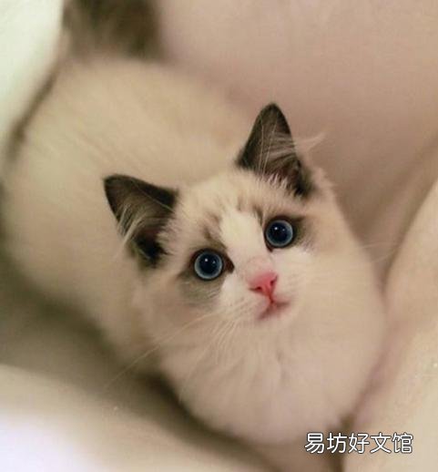 正规猫舍官网(正规猫舍官网猫价格)