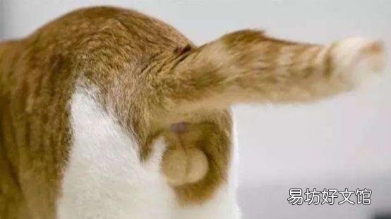正规猫舍官网(正规猫舍官网猫价格)