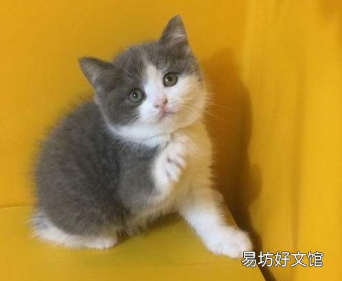正规猫舍官网(正规猫舍官网猫价格)