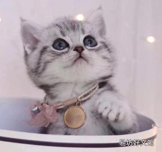 正规猫舍官网(正规猫舍官网猫价格)