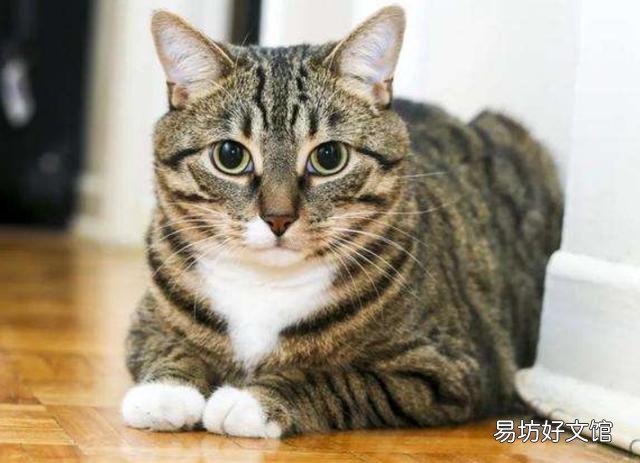 正规猫舍官网(正规猫舍官网猫价格)