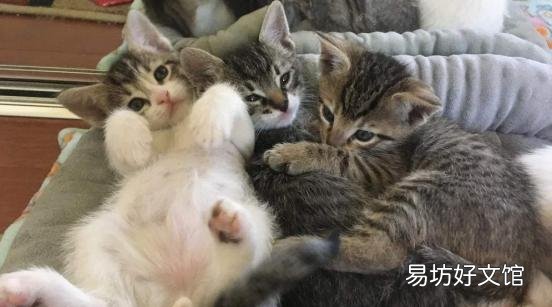 正规猫舍官网(正规猫舍官网猫价格)