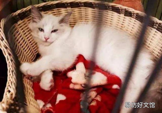 正规猫舍官网(正规猫舍官网猫价格)