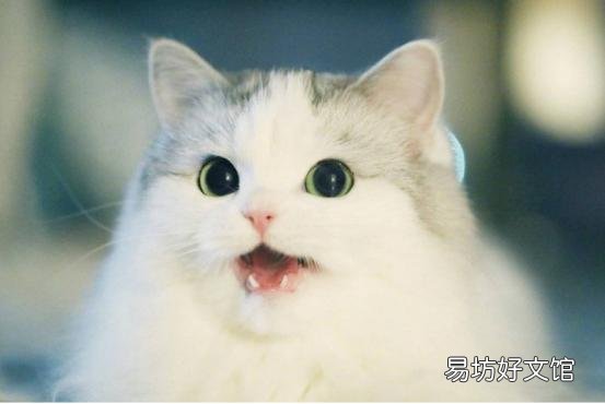 正规猫舍官网(正规猫舍官网猫价格)