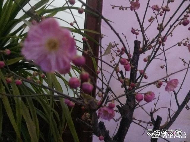 上联:早春二月花意浓,下联怎么对?
