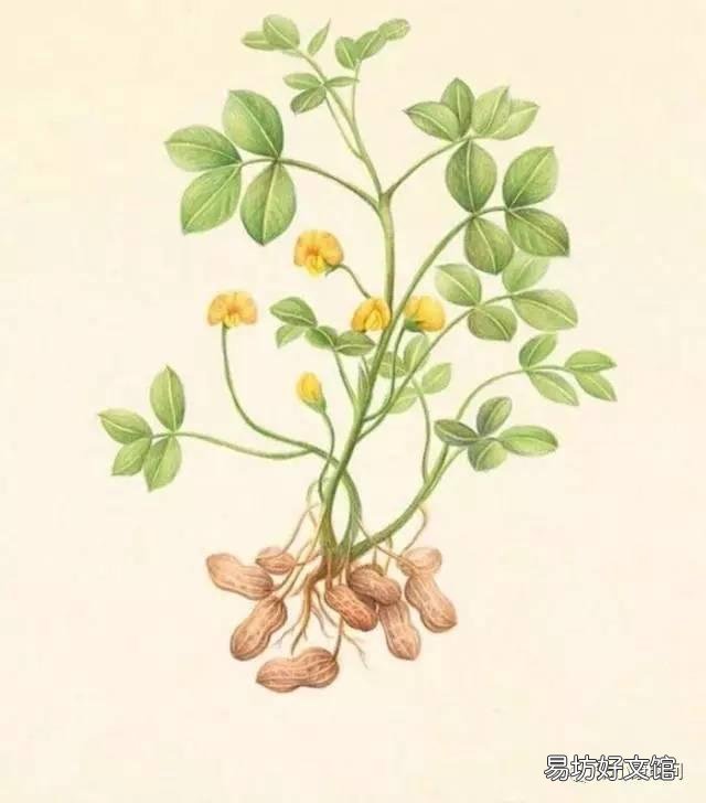 醋泡花生有奇效?