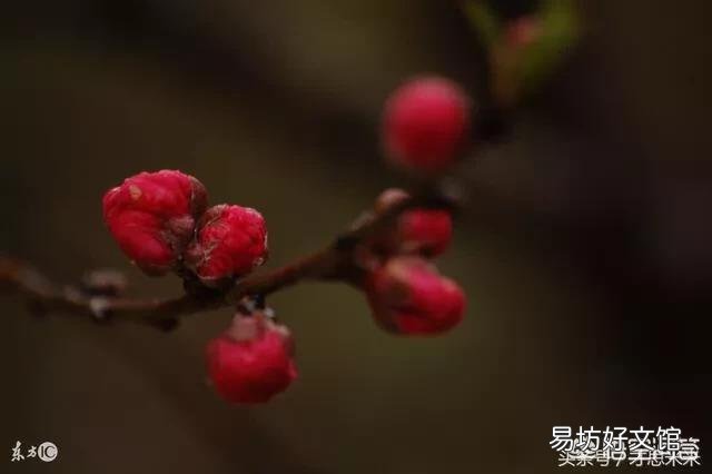 上联:一曲高歌红梅赞，如何对下联？