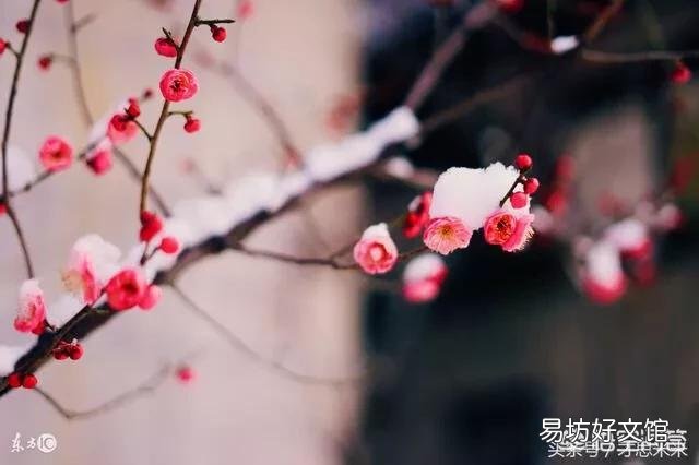 上联:一曲高歌红梅赞，如何对下联？