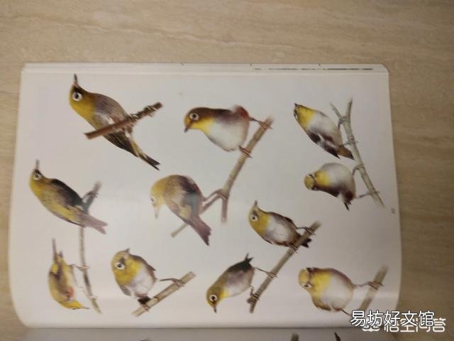 上联是杜鹃啼血映山红,求圣贤人士对下联!提示:杜鹃为禽鸟,映山红是杜鹃花的别名?