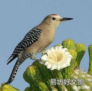 上联是杜鹃啼血映山红,求圣贤人士对下联!提示:杜鹃为禽鸟,映山红是杜鹃花的别名?