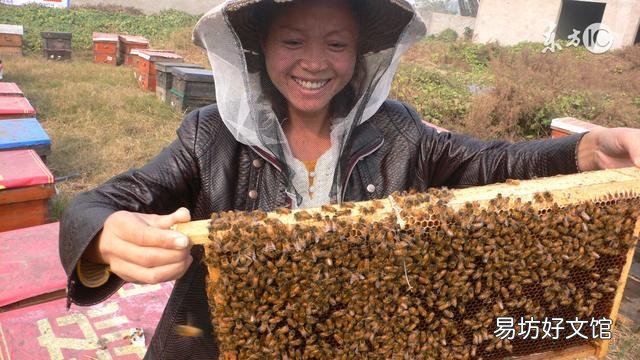 养蜂调脾有什么技术要求?