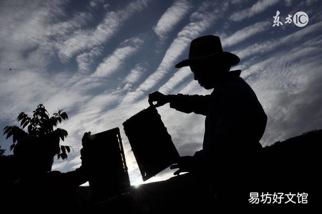 养蜂调脾有什么技术要求?