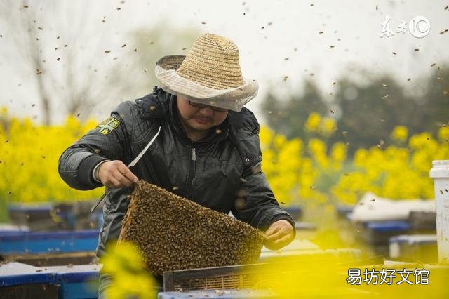 养蜂调脾有什么技术要求?
