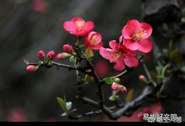 下联“海棠依旧舞豪情”,怎么对上联?