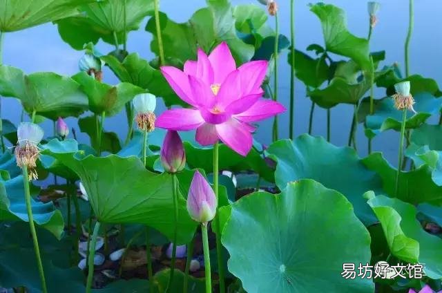 下联“海棠依旧舞豪情”,怎么对上联?