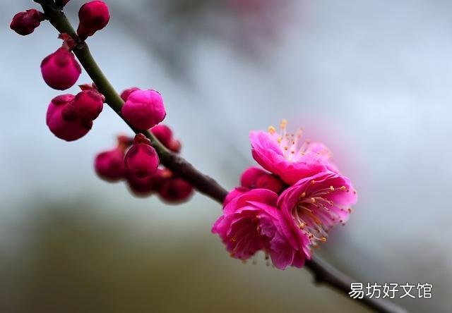上联:风吹杨柳,片片柳絮发如雪。下联怎么对?